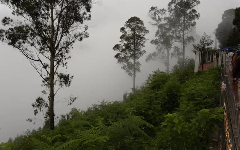 Tranquil Forest Setting