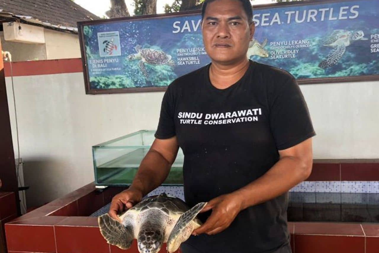 Turtle Conservation
