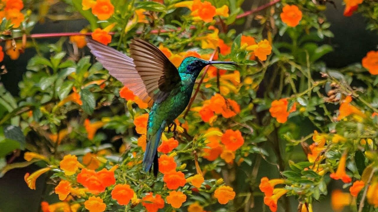 Hummingbird Haven