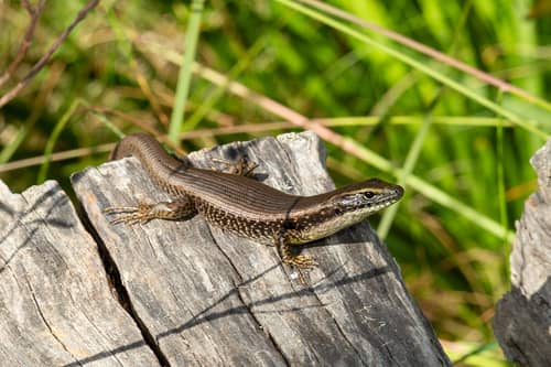 Wildlife Encounters