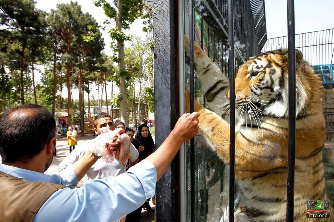Diverse Zoo Animals