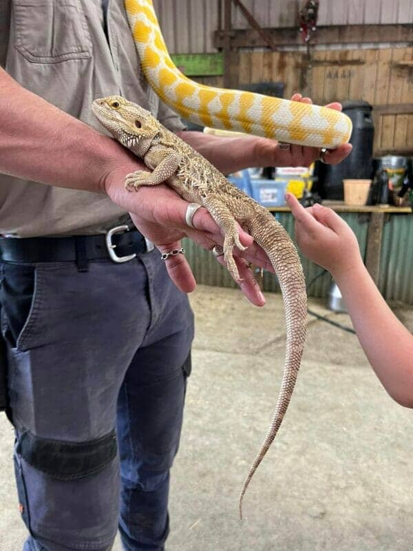 Reptile Show