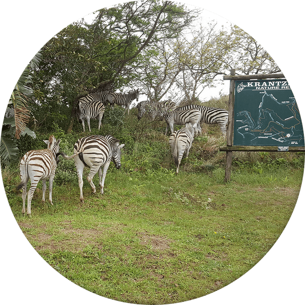 Wildlife Sightings