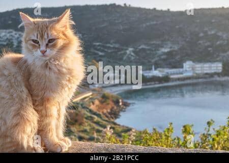 Friendly Feline Residents
