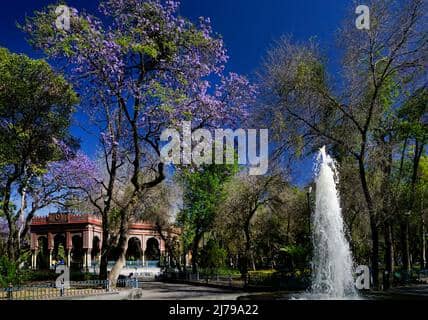 Jacaranda Blooms