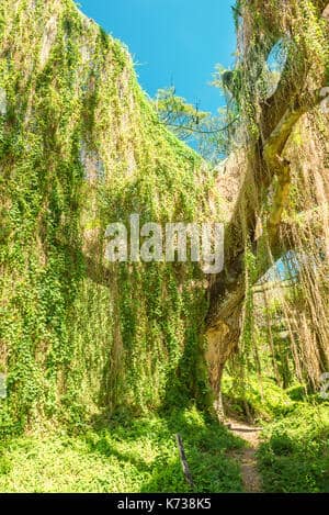 Majestic Riverside Trees