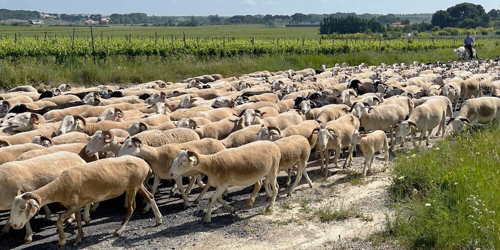 Grazing Sheep
