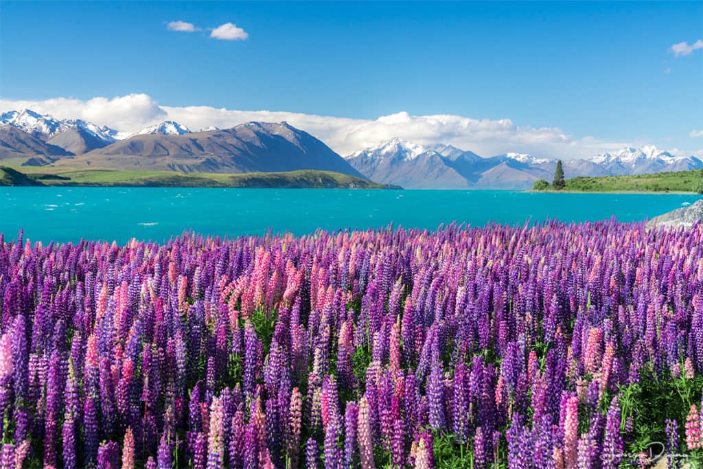 Lupine Fields