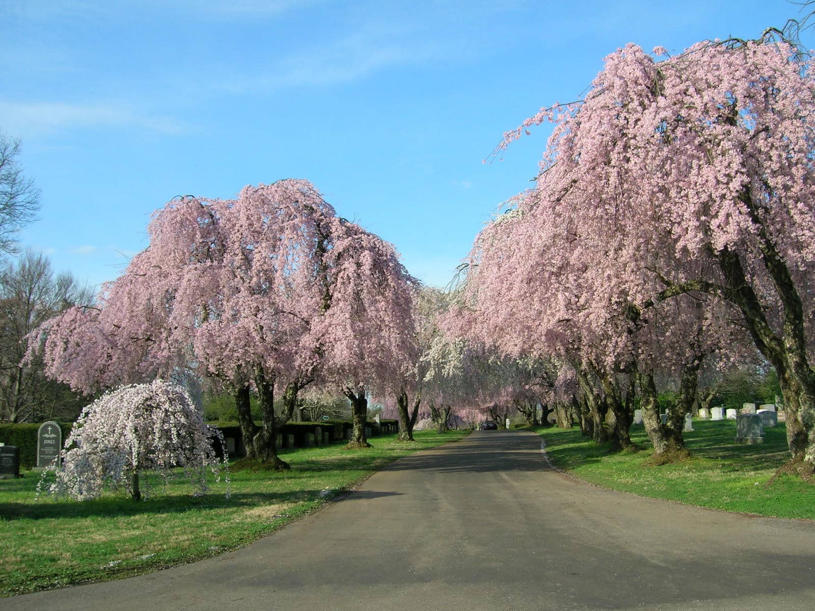 Cherry Blossom Spectacle