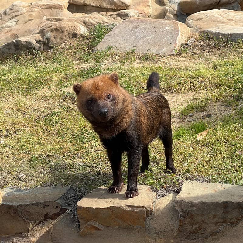 Bush Dogs