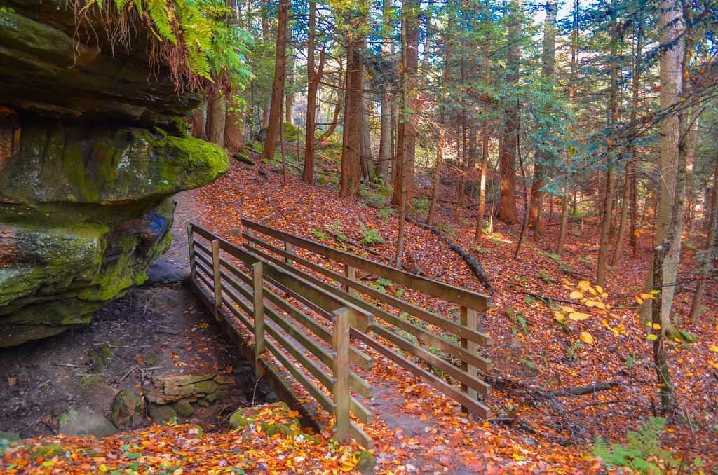 Forest Ambiance
