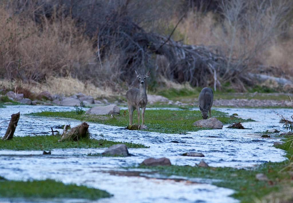 Abundant Wildlife Sightings