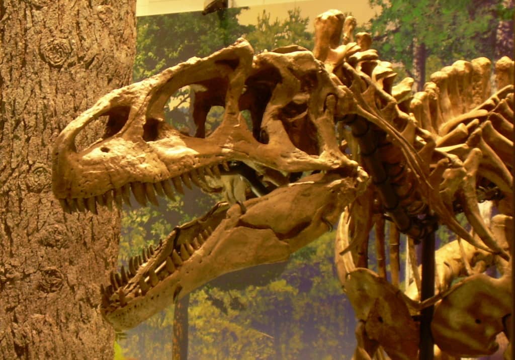 Paleontology Lab