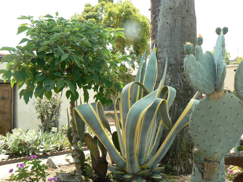 Tranquil Gardens