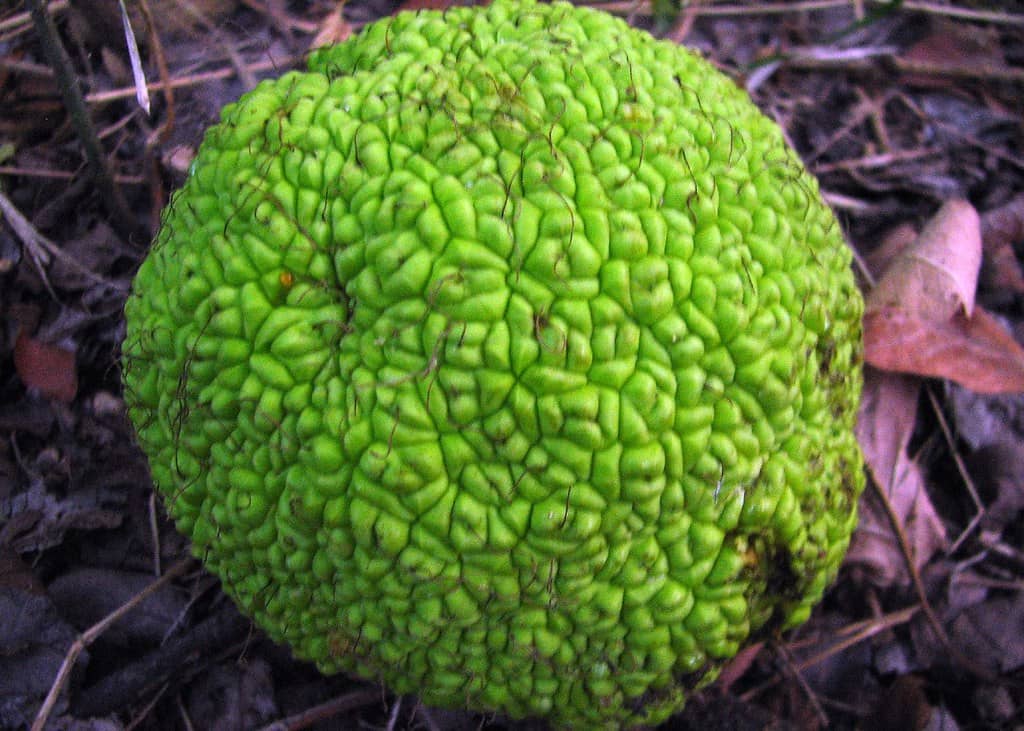 Green's Produce & Plants