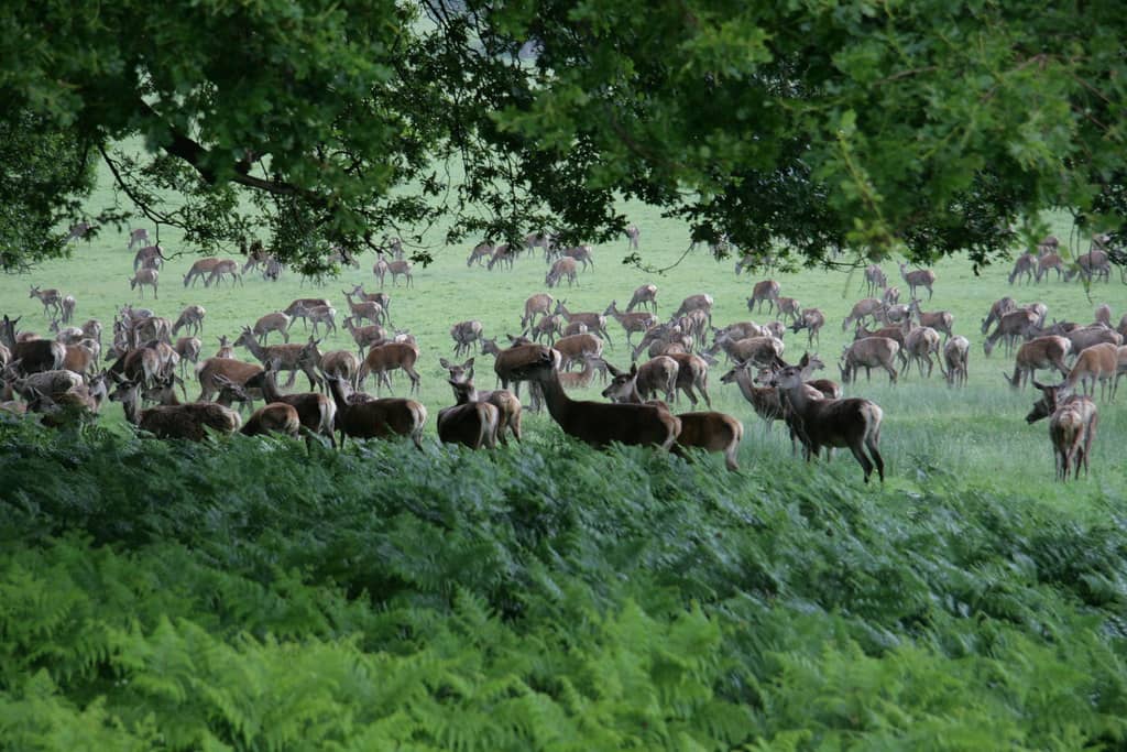 Deer Spotting
