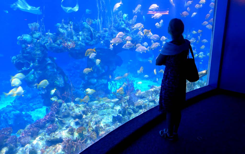 SEA LIFE Orlando Aquarium