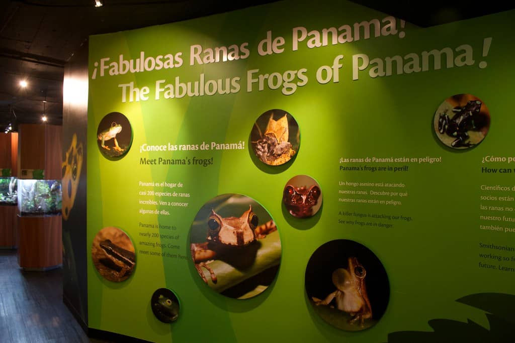 Vibrant Frog Exhibits