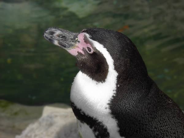 Forest Park Zoo