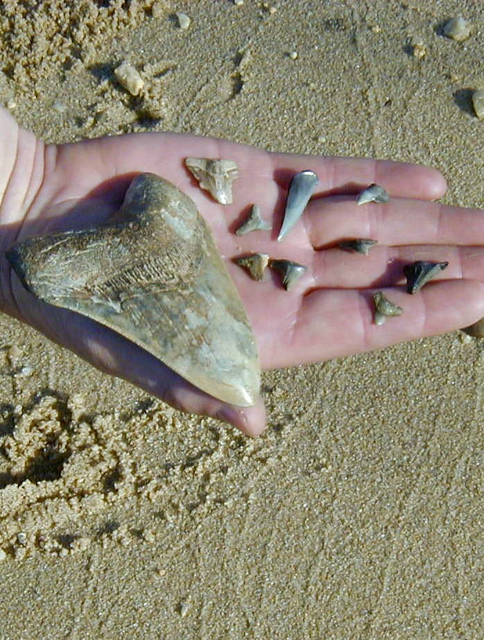 Shark Tooth Hunting