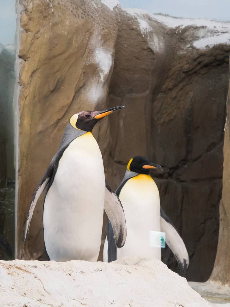 Penguin House