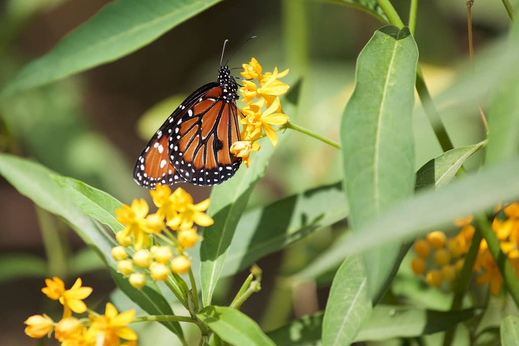 Butterfly Pavilion