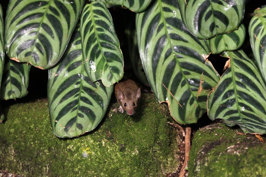Resident Mice