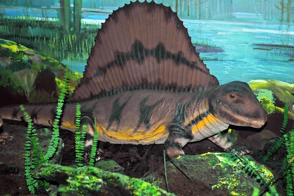 Wildlife Dioramas