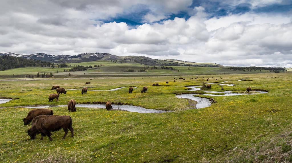 Lamar Valley