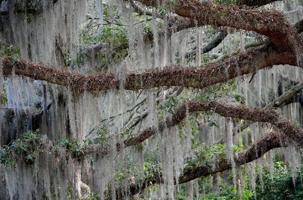 Moss-Draped Oak Canopy