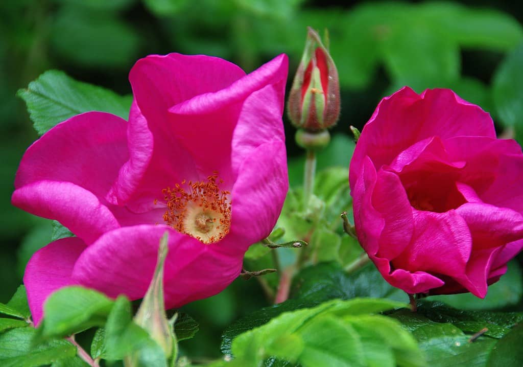 The Rose Garden of Provins