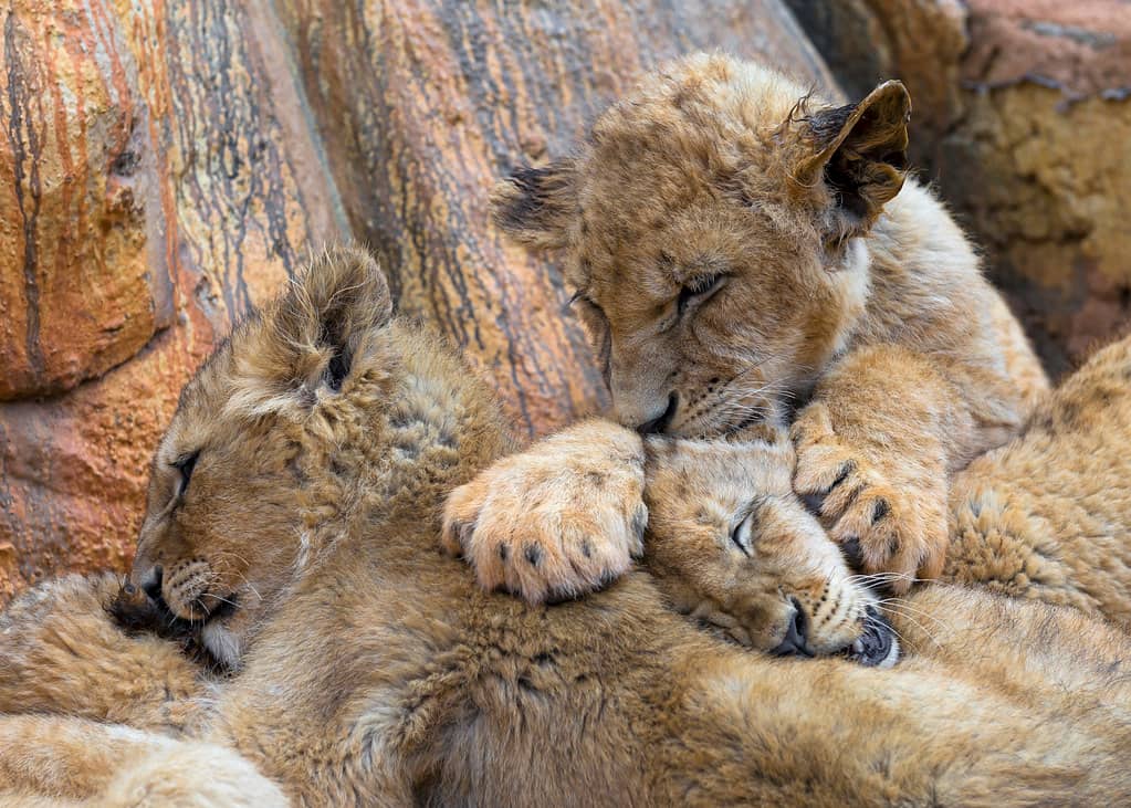 Interact with Cubs