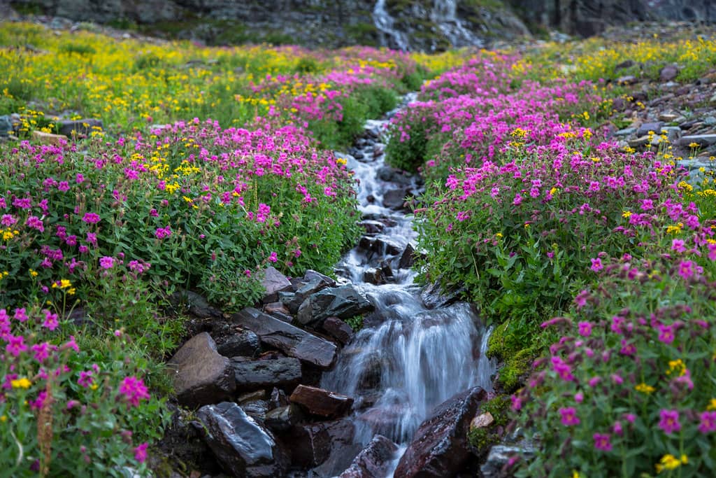Wildflower Meadows