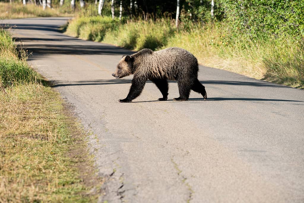 Wildlife Photography Opportunities