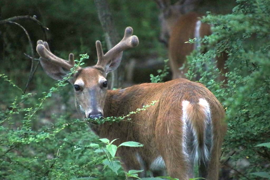 Wildlife Encounters