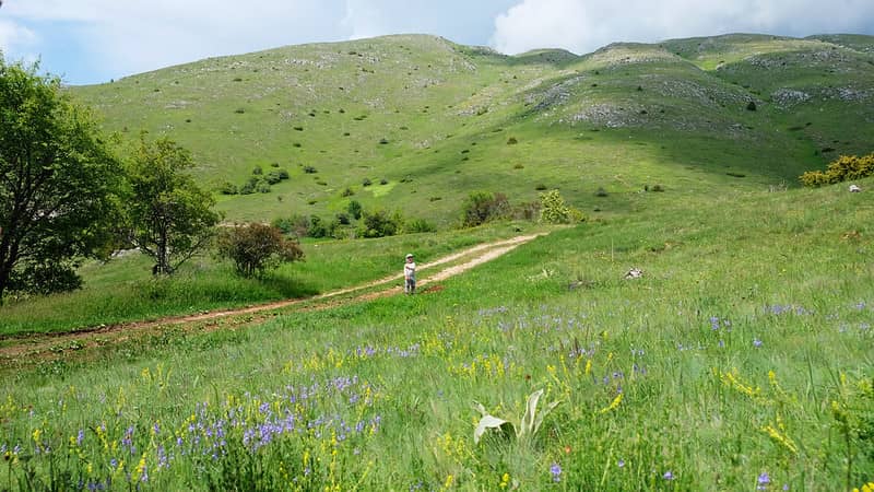Wildflower Spectacle