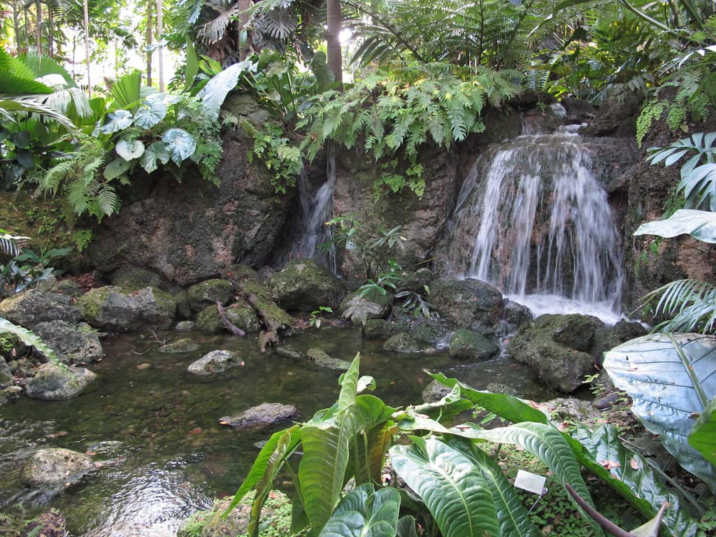 Rainforest Garden
