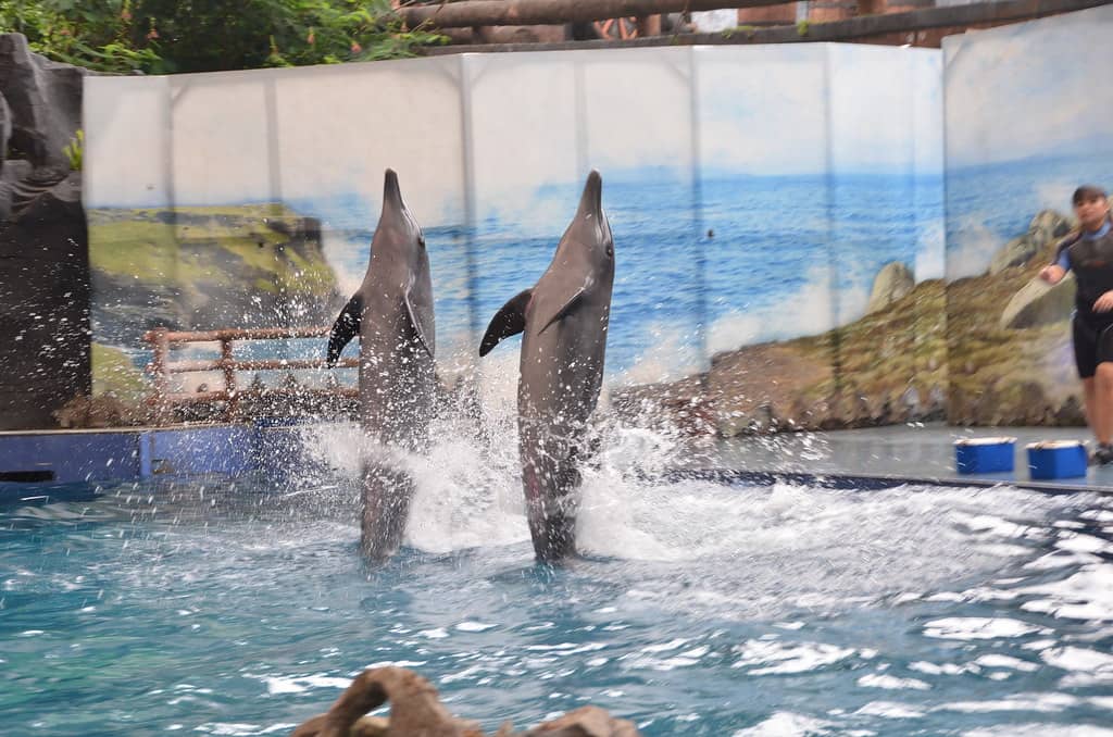 Animal Shows