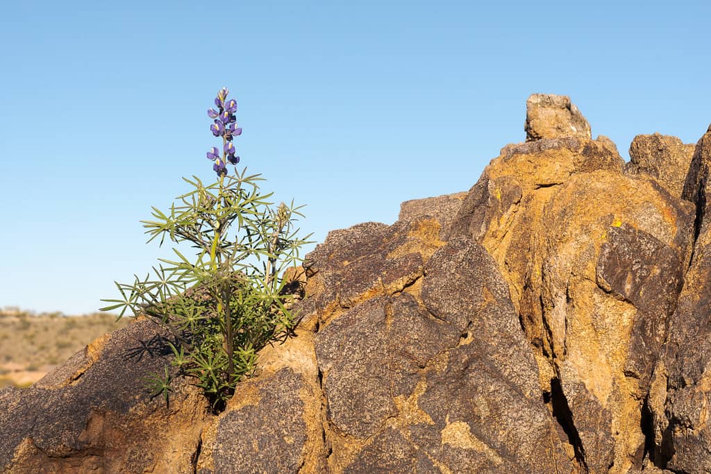 Desert Flora and Fauna