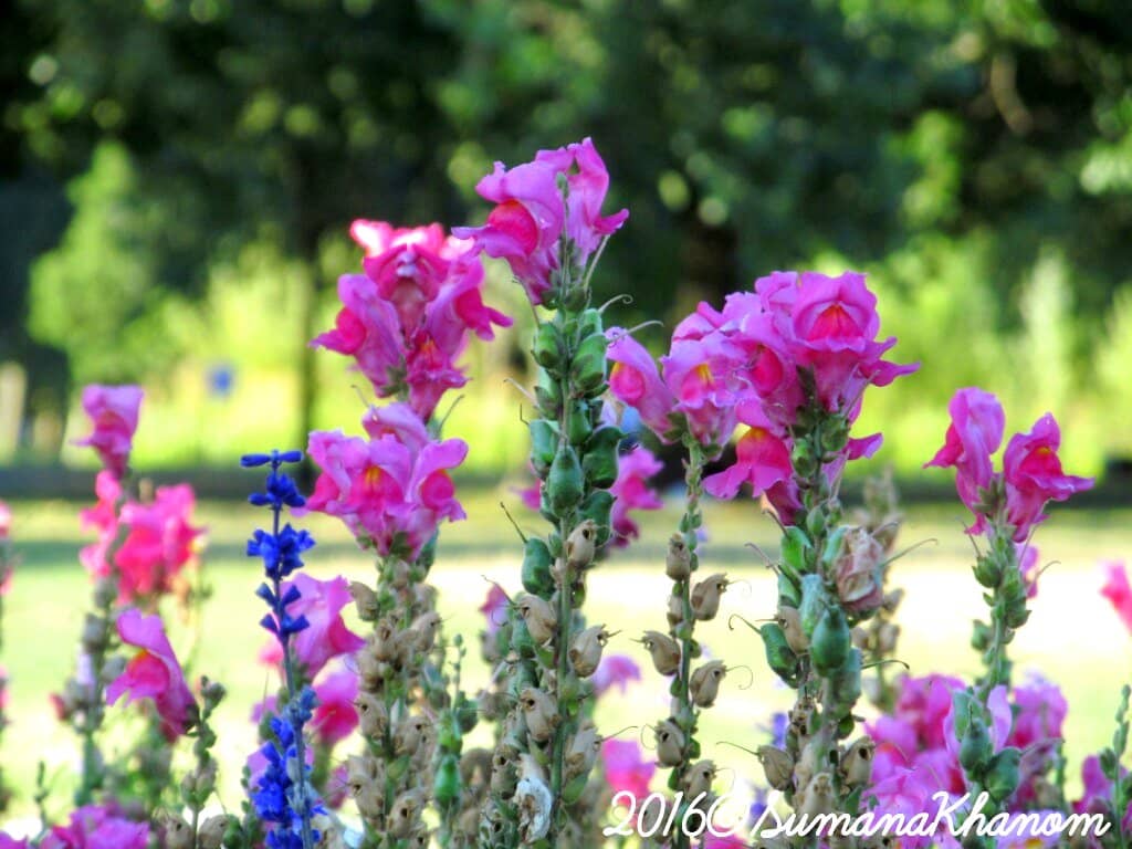 Vibrant Flower Beds
