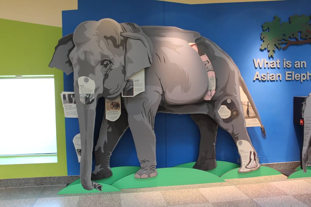 Gentle Giants: Elephants