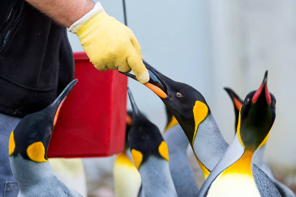 Penguin Feedings