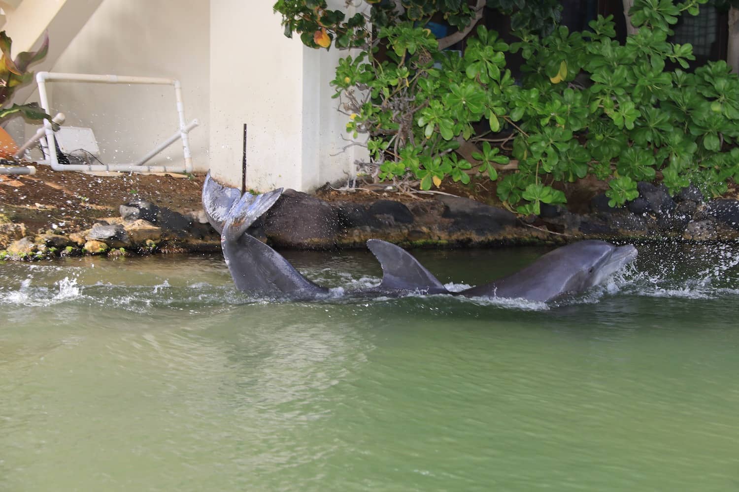 Dolphin Watching