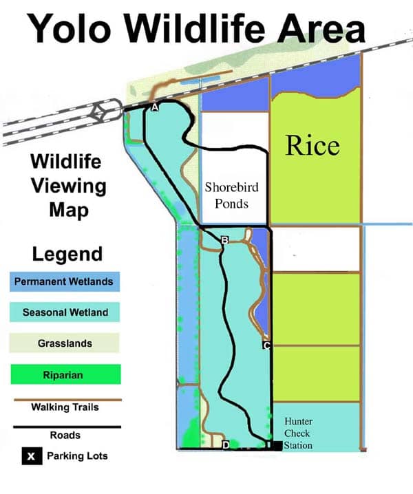 Wildlife Auto Loop