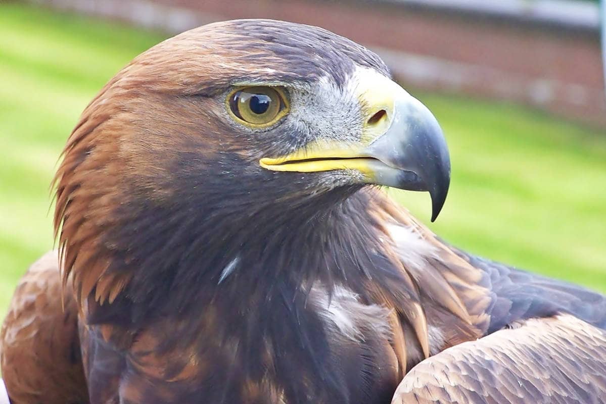 Golden Eagle Encounter