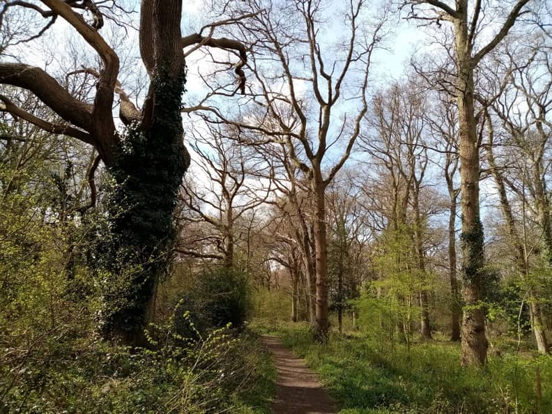 Woodland Trails