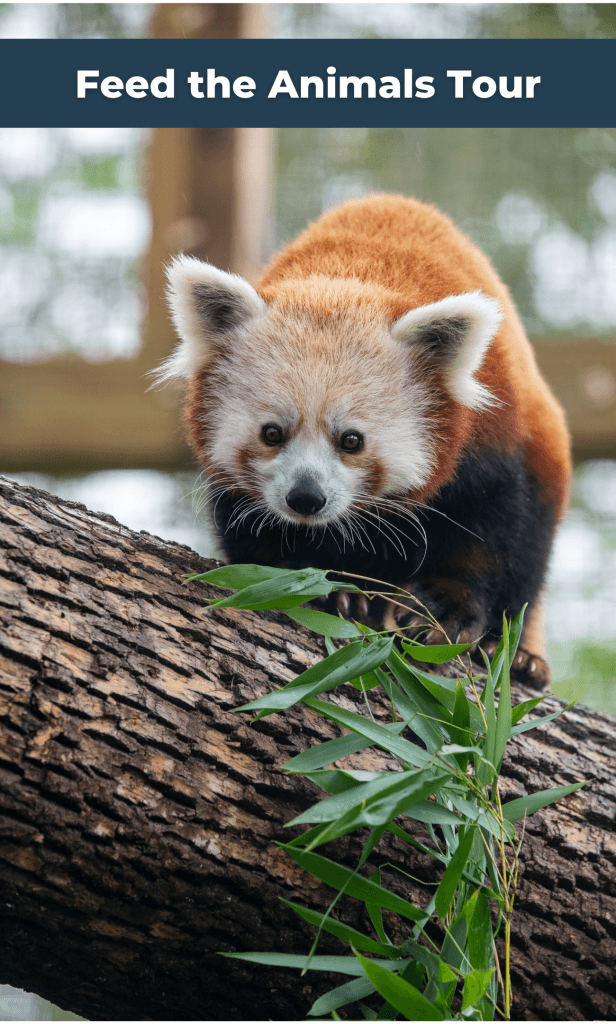 Red Panda Feeding