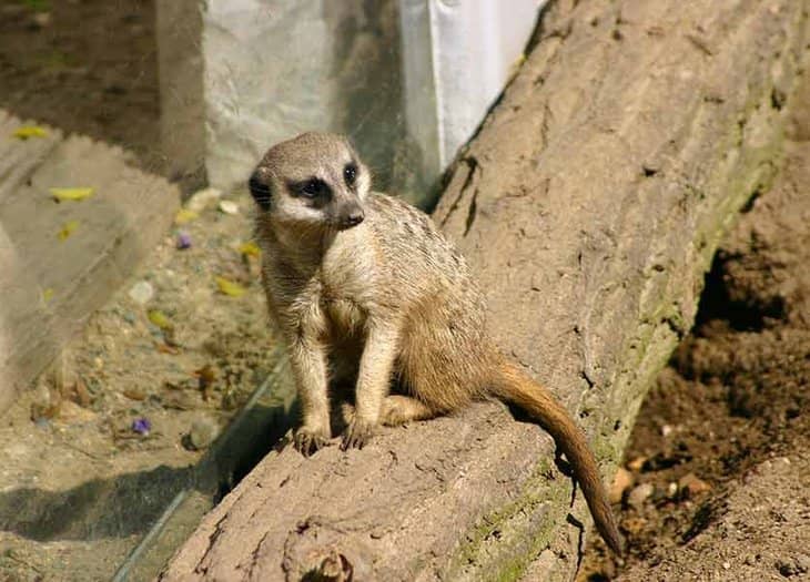 Wittenberg Zoo