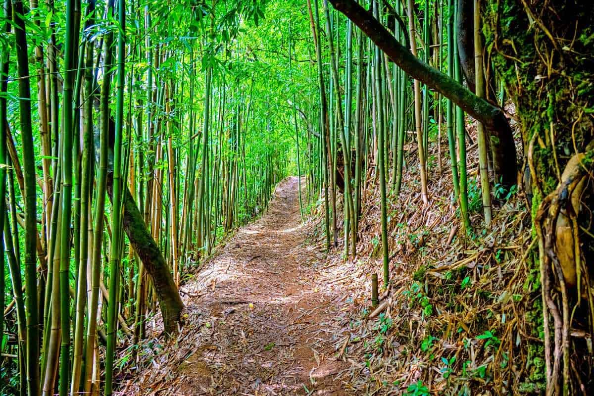 Bamboo Forest
