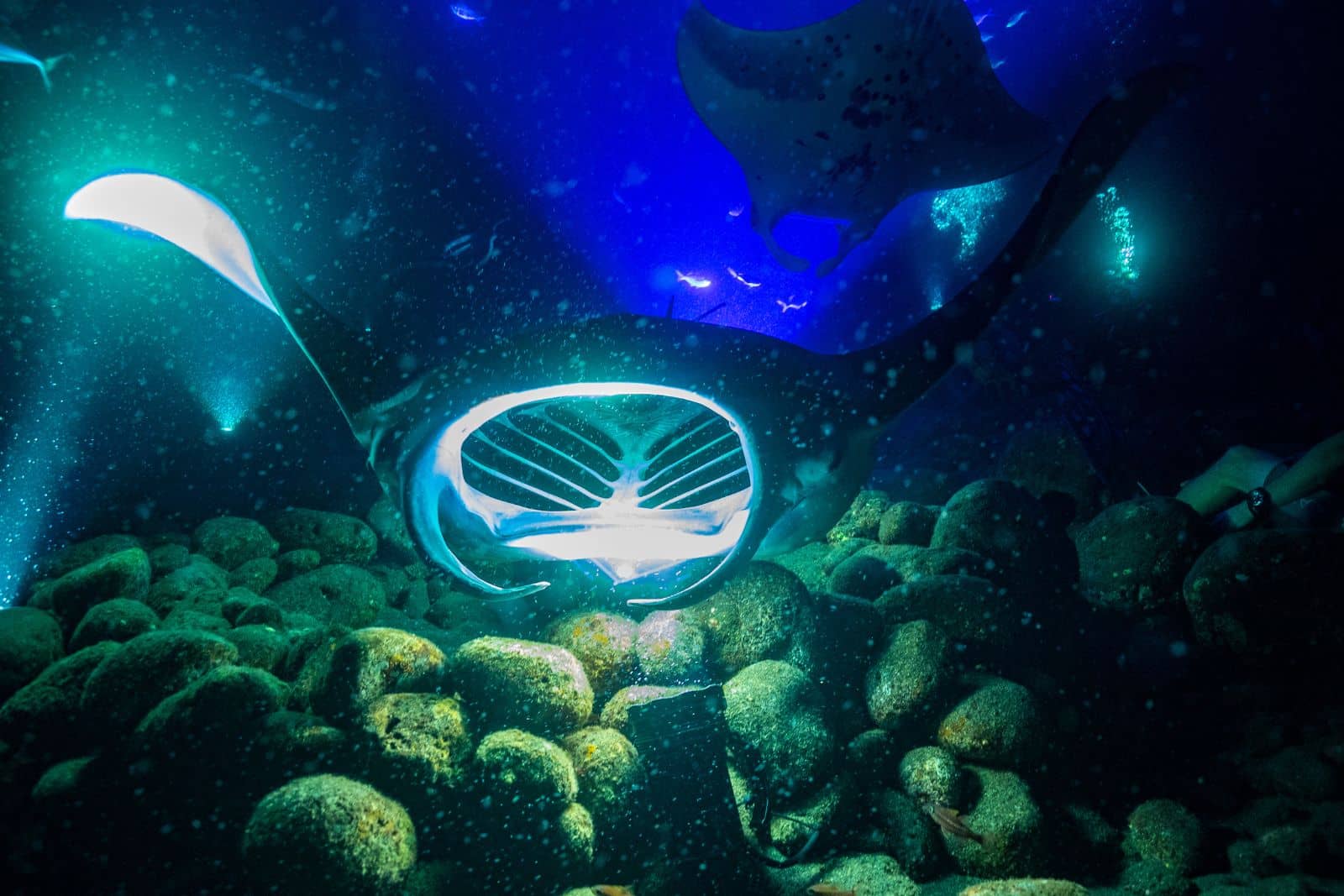 Underwater Dining Experience